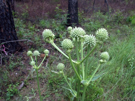 {Eryngium yuccifolium}